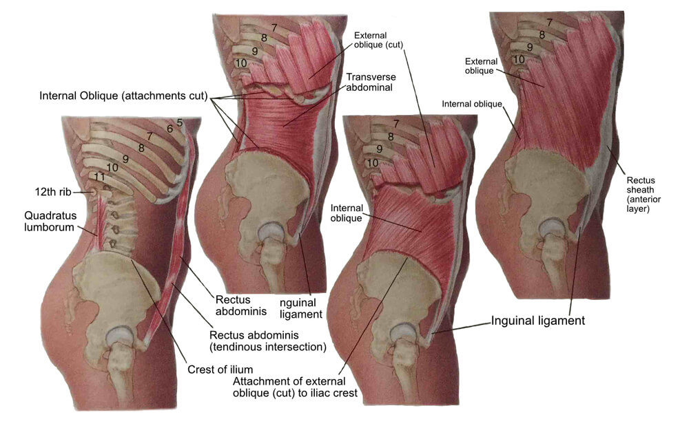 Abdominal Wall