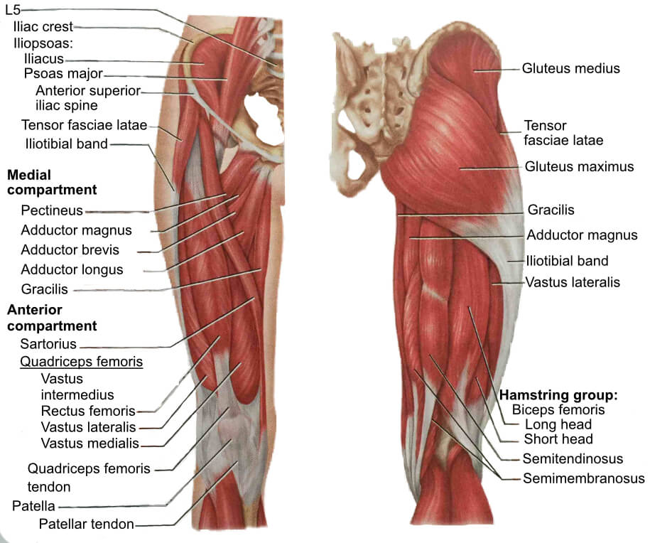 Adductors Muscle Illustration