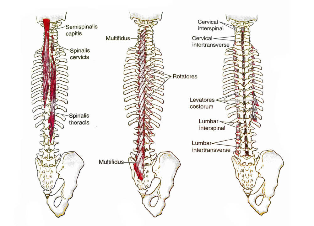 Back (deep layer) | Stretches