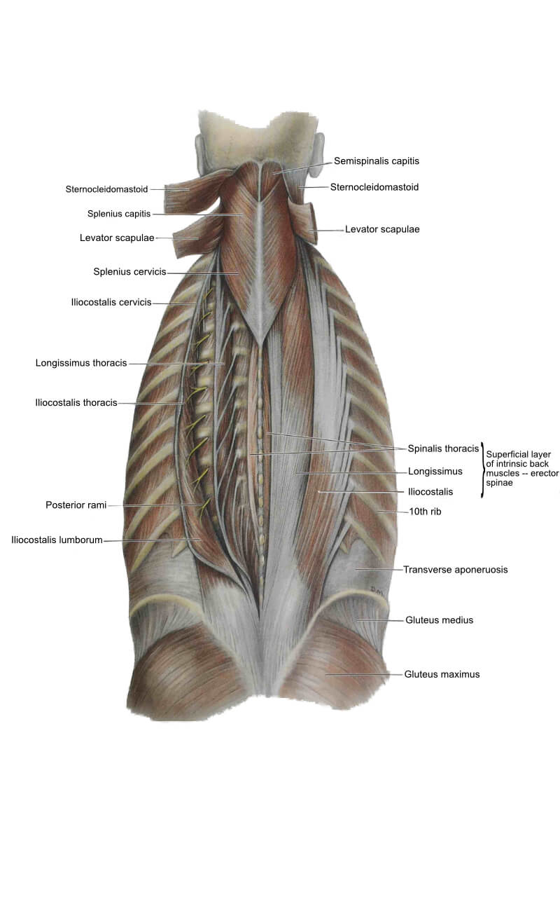 Back (superficial and intermediate layers) | Stretches