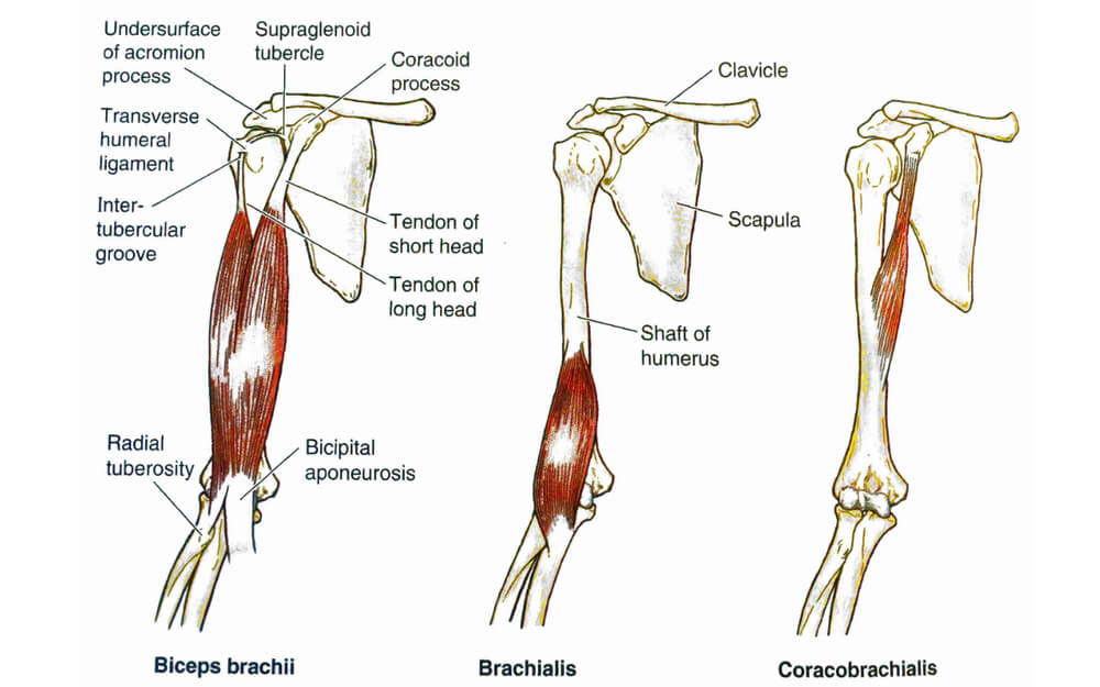 Bicep | Bicep Stretch