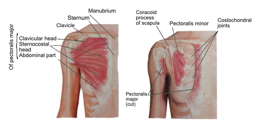 Chest Anatomy 1