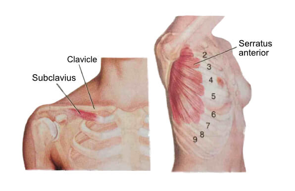 Chest Anatomy 2