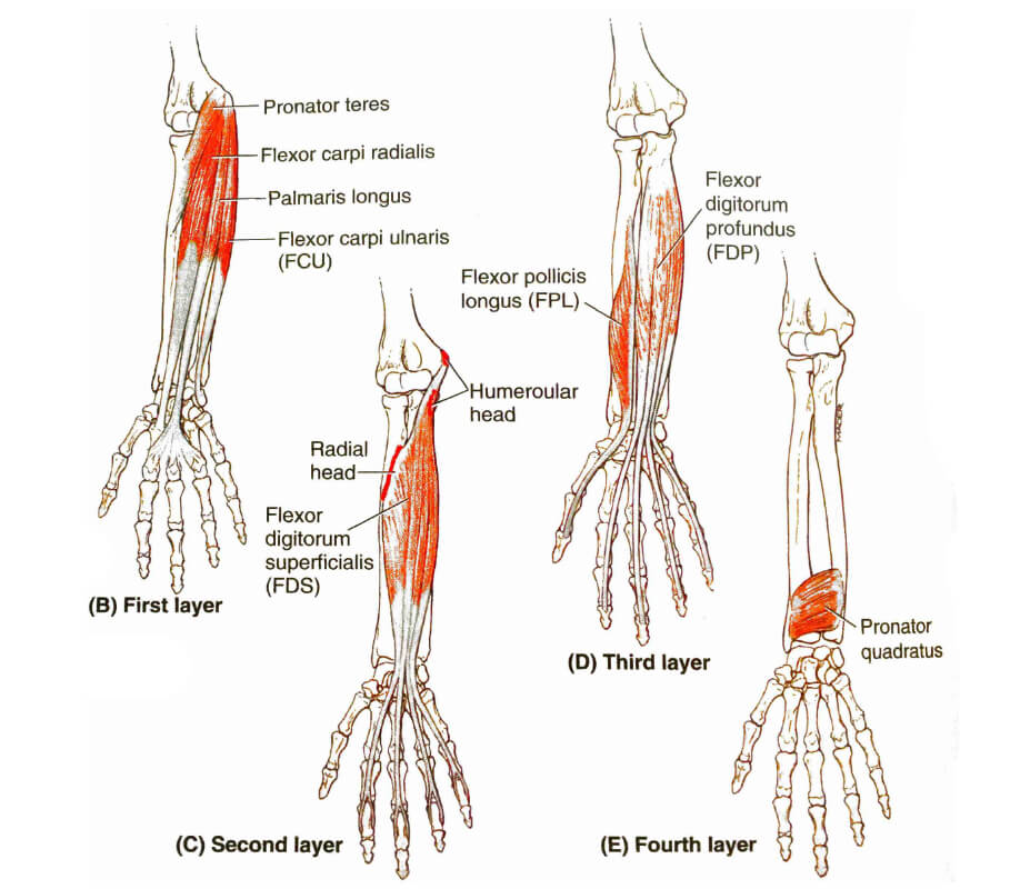 Forearm (Flexors) | Forearm Stretches