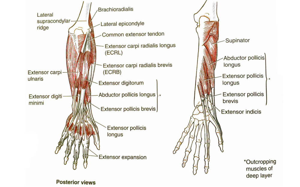 Forearm (extensors)