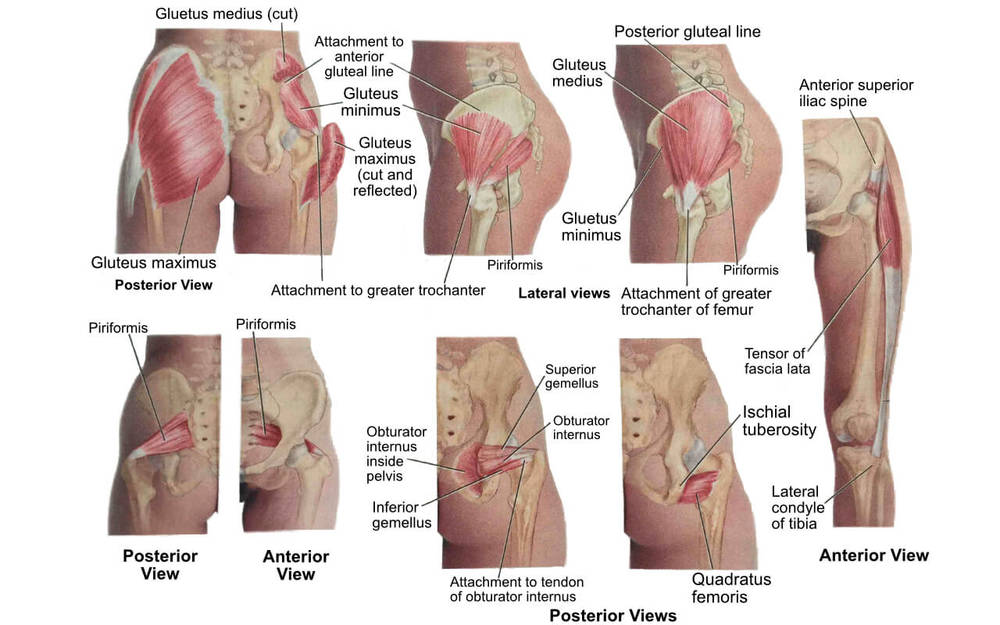 Glutes | Glute Stretches