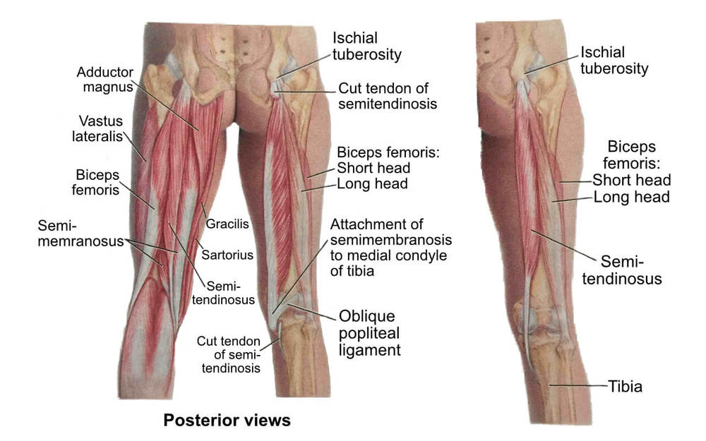 Hamstring | Hamstring Stretches