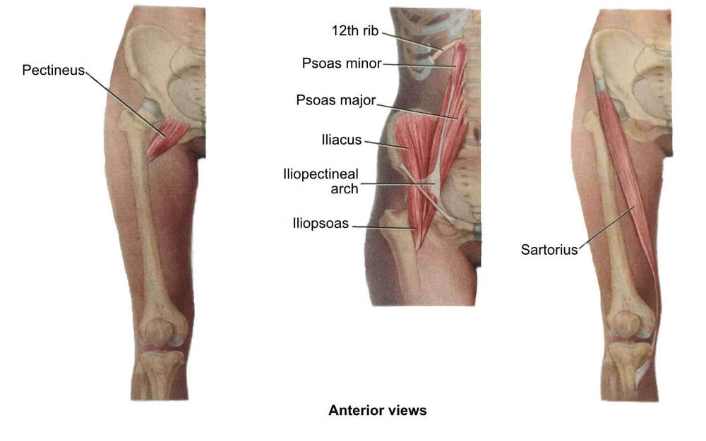 Hip Flexors | Hip Stretches