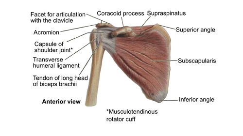 Shoulder Anterior View | Shoulder Stretches