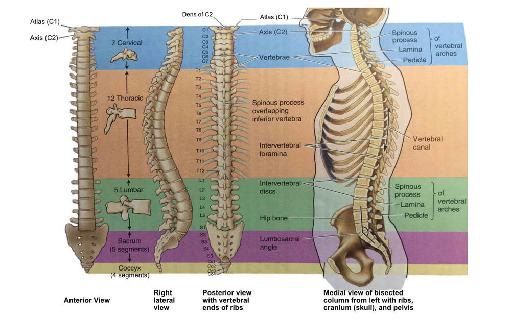 Spine | Back Stretches