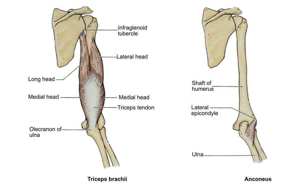 Tricep | Tricep Stretches