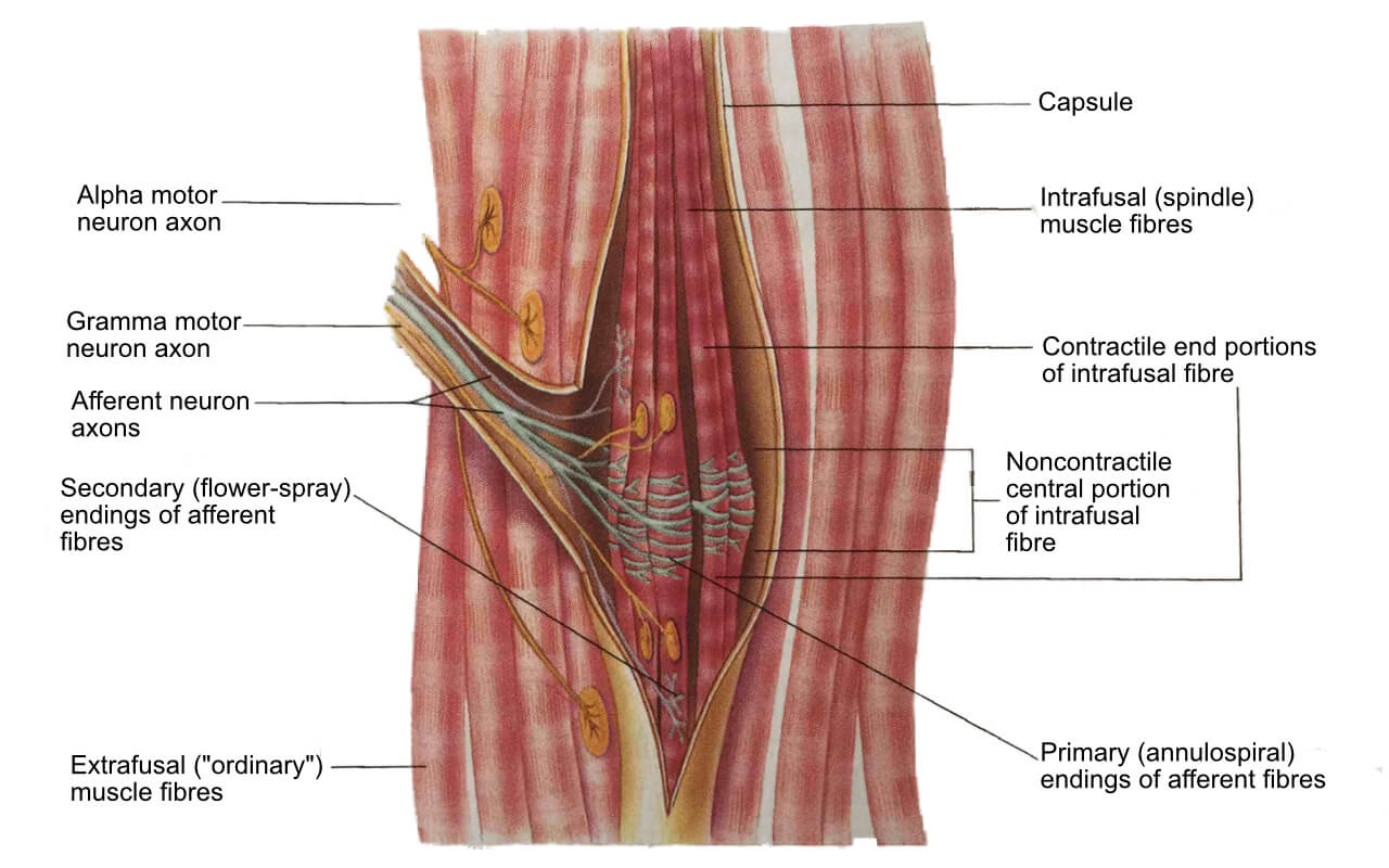 Muscle Spindle Muscle Spindle | Stretching Exercises